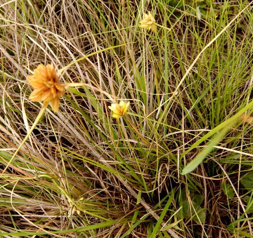 Cyperus sphaerocephalus