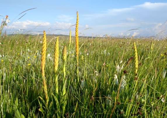 Disa chrysostachya in numbers 