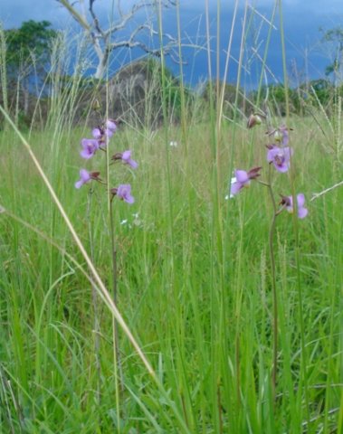 Eulophia cucullata 