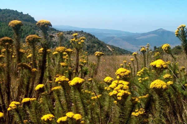 Euryops species at Mt. Sheba