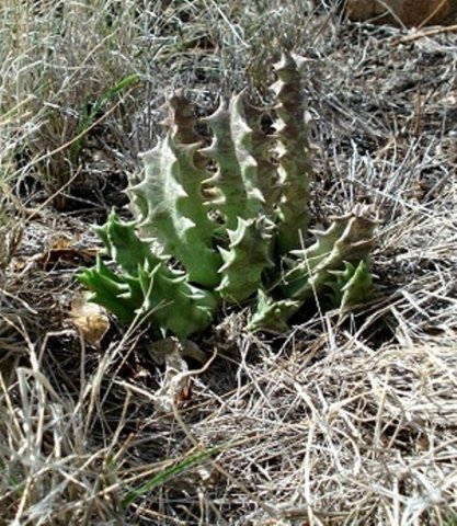 Huernia in grassland