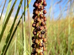 Pterygodium nigrescens, one of many grassland orchids