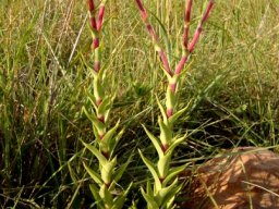 Crassula alba var. alba