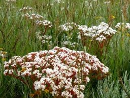 Crassula alba var. alba 