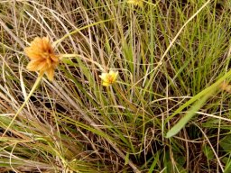 Cyperus sphaerocephalus