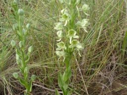 Habenaria epipactidea in summer