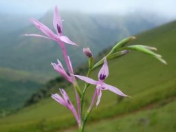 Radinosiphon leptostachya flower spike