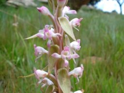 Satyrium longicauda var. longicauda living in grass