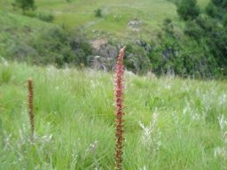 Satyrium neglectum