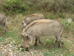 Warthog 