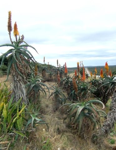 Aloe africana