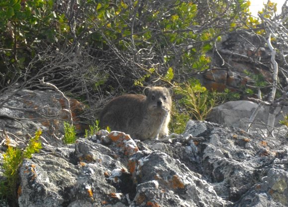 A dassie sunning itself