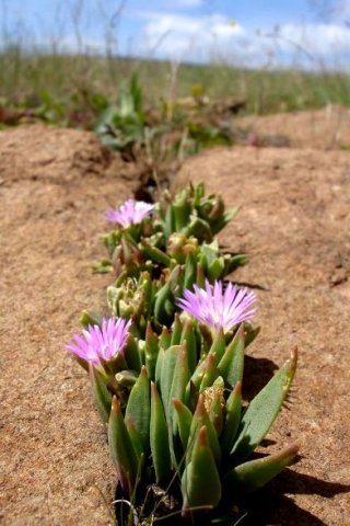 Delosperma carolinense in Mpumalanga