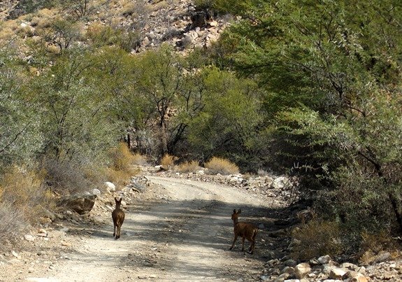 Karoo farm road