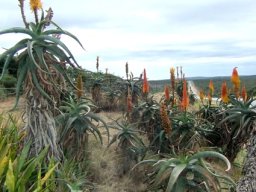 Aloe africana