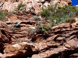 Aloe comptonii and other cliff-dwellers