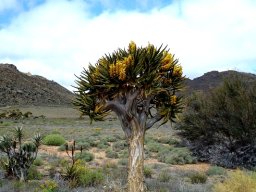 Aloidendron dichotomum in the land of succulents
