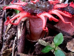Aseroe rubra stem