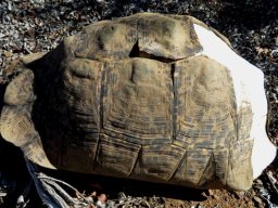 Leopard tortoise carapace