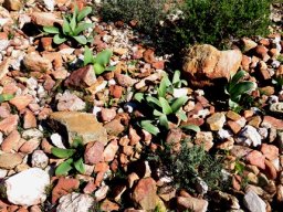 Brunsvigia bulbs under stones