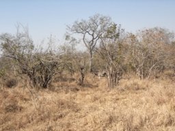 Dry grass diet