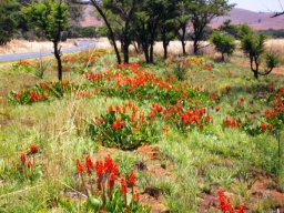 Colony of Erythrina zeyheri after a grass-fire