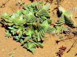 Crassula capitella