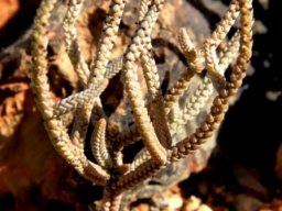 Crassula muscosa, a widely adapted plant
