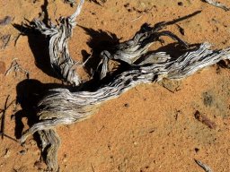Dead wood 