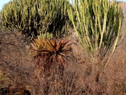 Euphorbia ingens in habitat