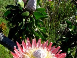 Protea cynaroides among unlike neighbours