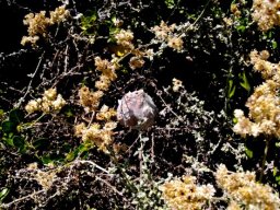 Rain spider nest in kooigoed