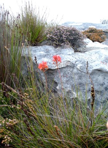 Disa ferruginea 