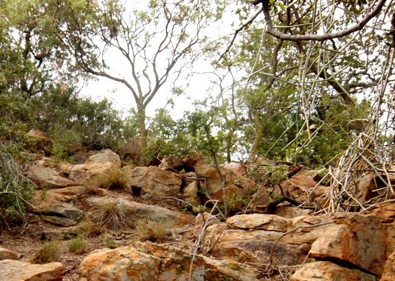 Gauteng rocky hill 