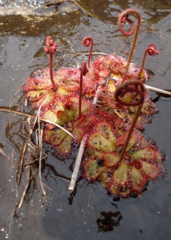 Drosera aliciae faring swimmingly 