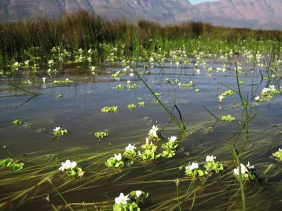 Oxalis natans