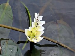 Aponogeton distachyos, the waterblommetjie