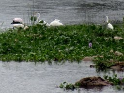 Birds on a floating river isle