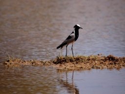 Blacksmith plover