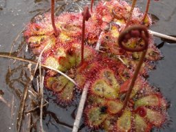 Drosera aliciae faring swimmingly 