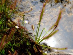 Drosera capensis increasing