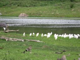 Egrets, heron and hippo
