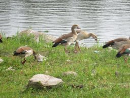 Egyptian geese by the Crocodile River