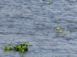 Eichhornia crassipes, the invasive water hyacinth