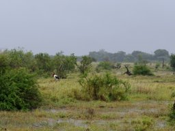 Dining out in saddle-billed stork style