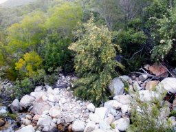 Freylinia lanceolata growing in the riverbed
