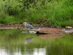 Grey heron 
