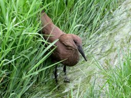 Hamerkop