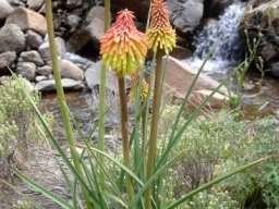 Kniphofia fluviatilis by a Maluti mountain stream