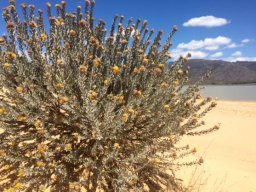 Leucospermum rodolentum at Quaggaskloof Dam